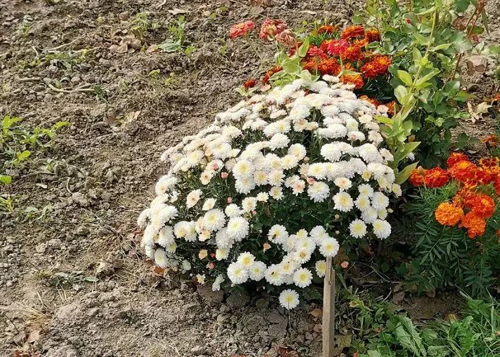 Это будет клумба вашей мечты: многолетники, которые цветут годами