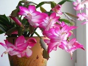 Цветок декабрист: ПУТЕШЕСТВИЕ В МИР УХОДА И РАЗМНОЖЕНИЯ