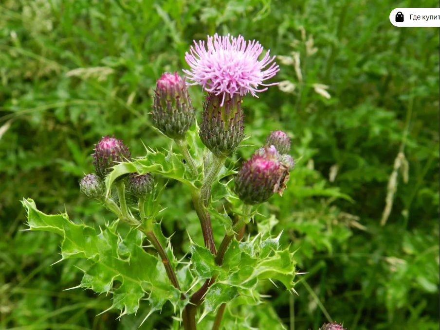 Сорняки: непризнанные чемпионы осени