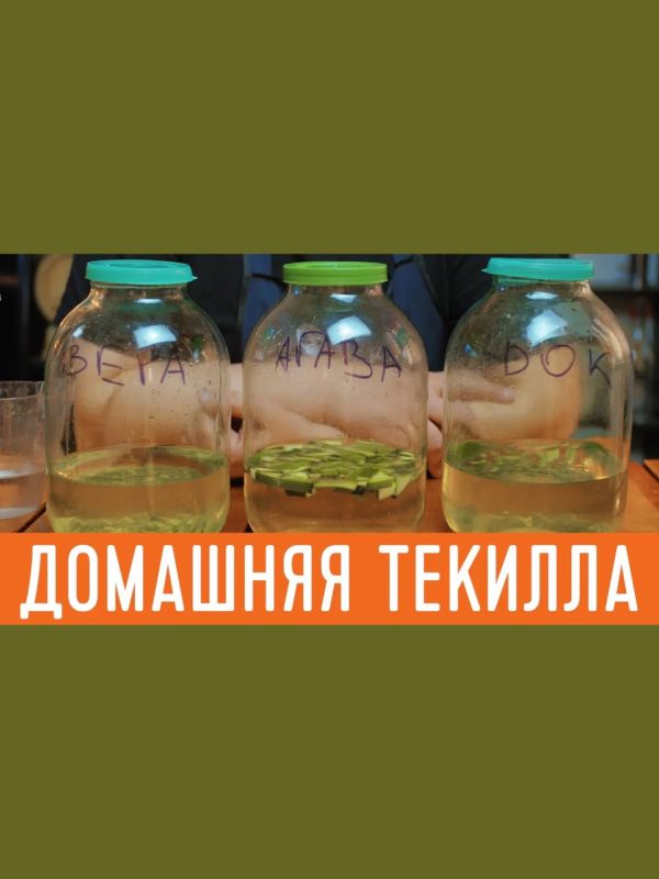 Создание домашней текилы: шаг за шагом