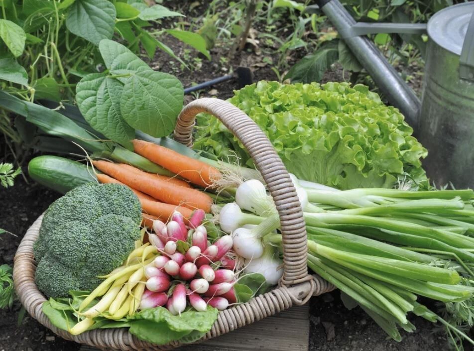 Соседство в саду: Как растения влияют друг на друга и что сажать рядом