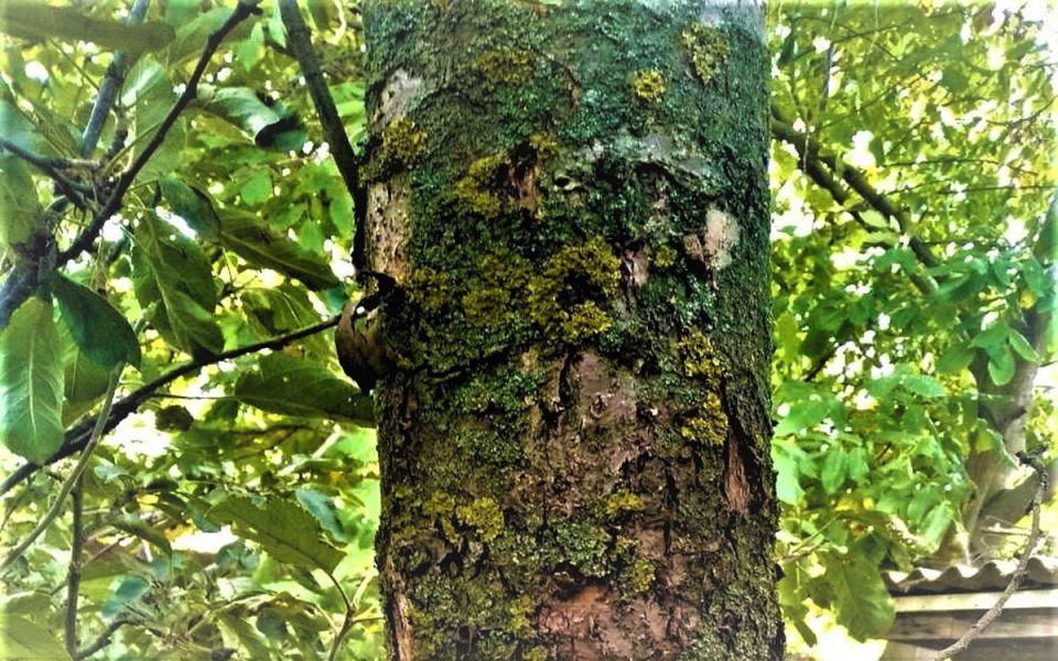 Древесный лишайник: чем он опасен и как с ним справиться