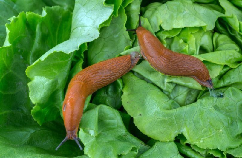 Как эффективно справиться со слизнями на огороде: простые и безопасные методы