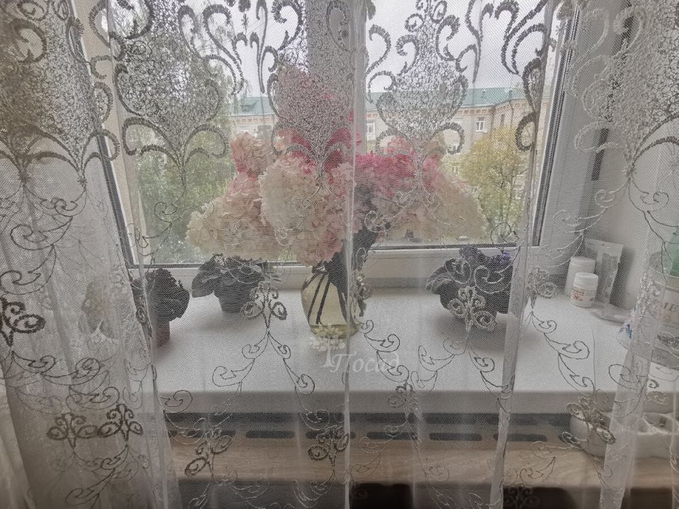 Долгожданная красота: почему гортензия не должна находиться в вашем доме