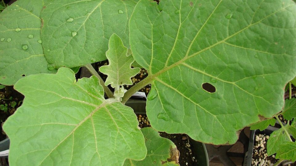 Шипы на баклажанах: причины и решения