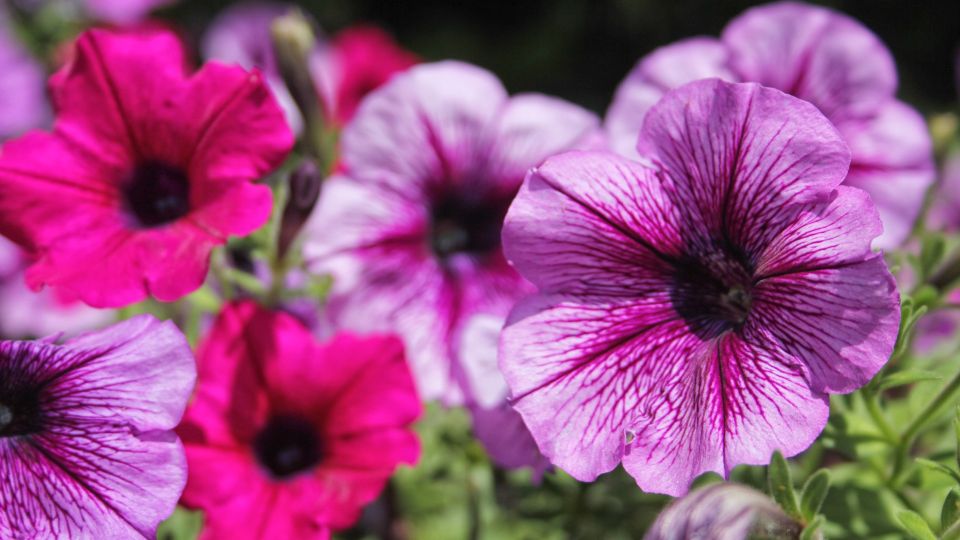 Петунии будут радовать глаз цветением аж до заморозков: в августе полейте их этим