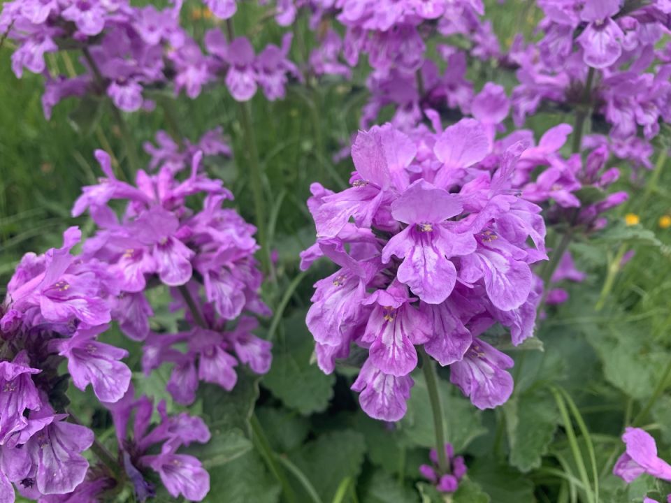 Почему буквицы привлекают внимание садоводов в 2025 году