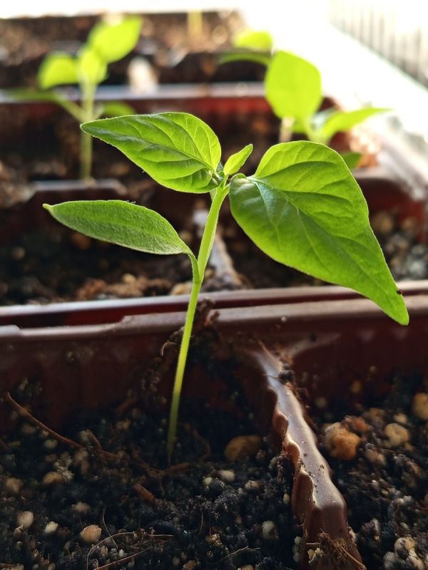 Как правильно подкармливать рассаду перцев: секреты успешной агрономии
