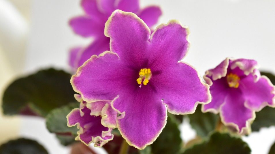 Как спасать комнатные фиалки: 2 минуты на осмотр, чтобы избежать беды