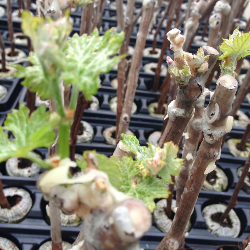 Как сохранить саженцы зимой: практические советы по хранению