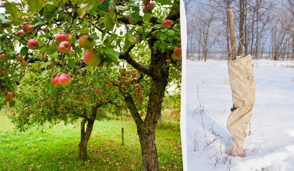 Как защитить яблоню на зиму: секреты успешной зимовки