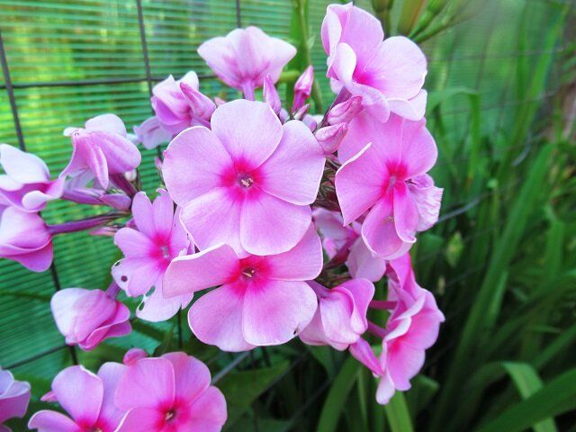 Тайны ухода за многолетними флоксами: как сохранить красоту цветников в августе