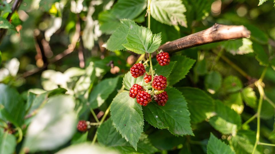 ��� ���� ��������� �� ����� �� �����: ��� ��� ���� ������� � ������� ������