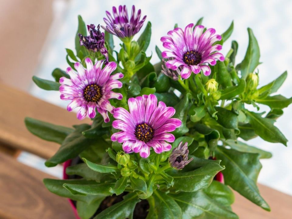 ������� ����� �� ������������: ��� �������� �������� �� ������� �����