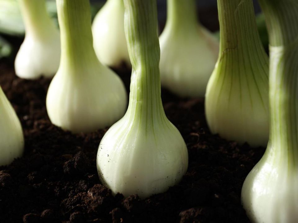 ������ ������� � ��������� ����� ��� ������� ������� ����