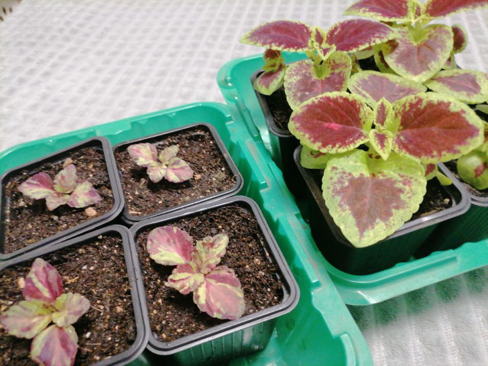 ������� ��������� �������: ��� ����� ������ �� �������