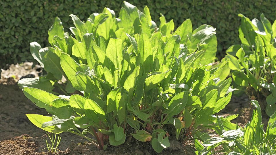 �������������: ������ ��������� �������� ����� ���� � �������������, ����� ��������