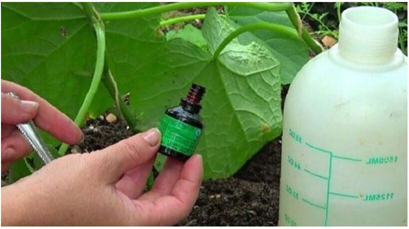 ������������ ������ ����� �������: ��� ������ � ��� ���������� ��� ������