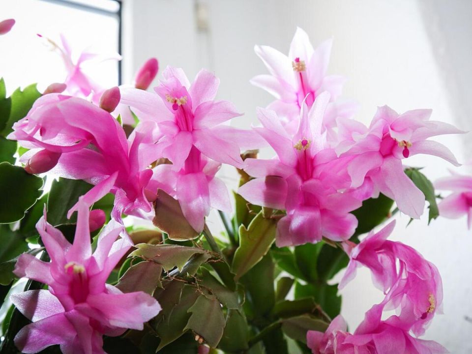 ��� �������� ������ �������� �����������