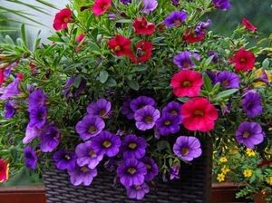 ����������� ������� �� ����� � �������� ��������