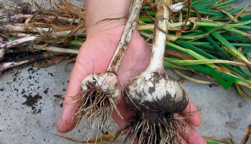 ������ ��� ������ ������: ����� � ��� �����������