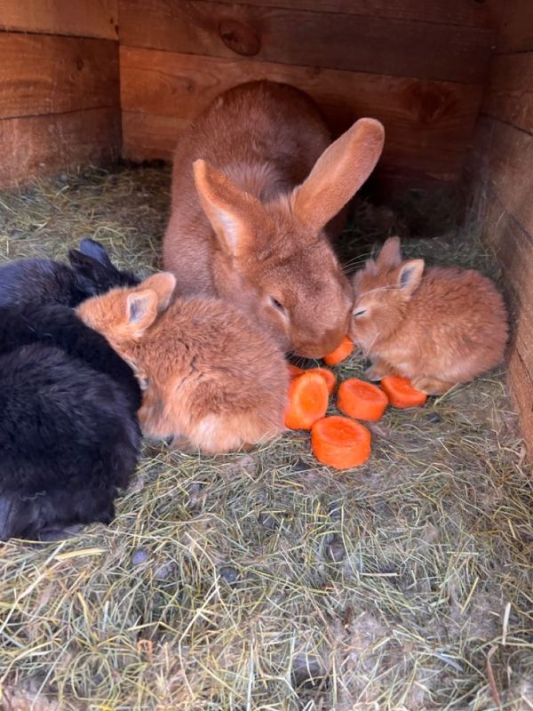 ��� ��������� ���������� � ����� � �������� �����: ������� ��������� ����������