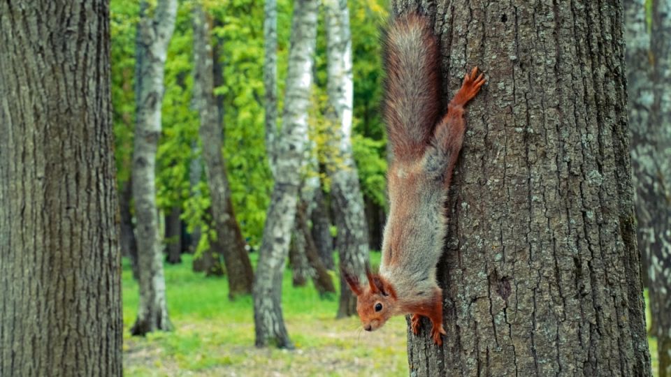 Солим капусту с сердцем: Как провести день Сергия Радонежского