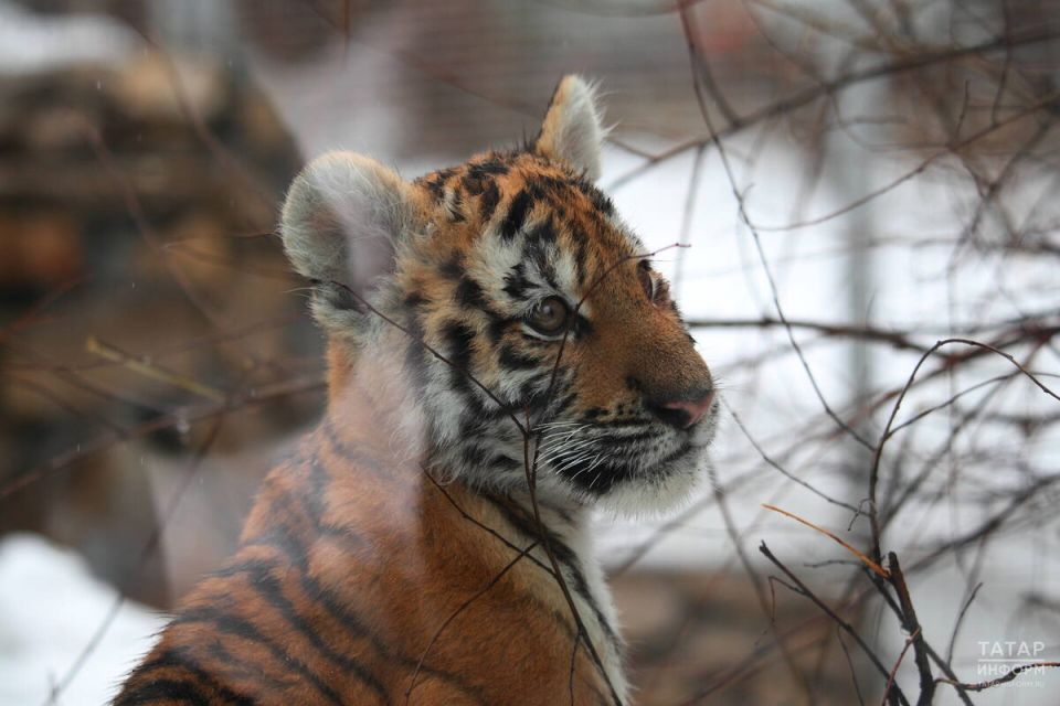 Содержание хищных животных дома: правовые последствия могут оказаться серьезными
