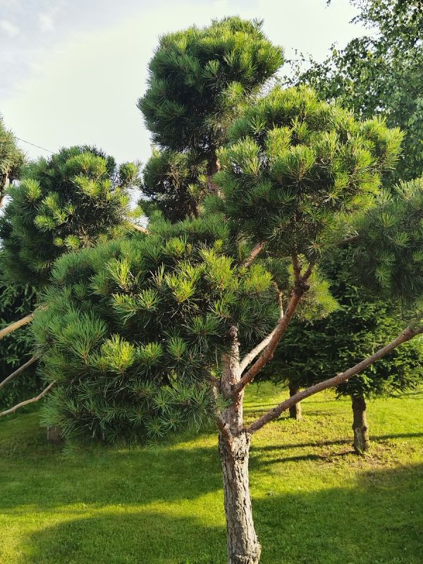 ������������ ������� �������: ��� ��������� ������� ����������� ���