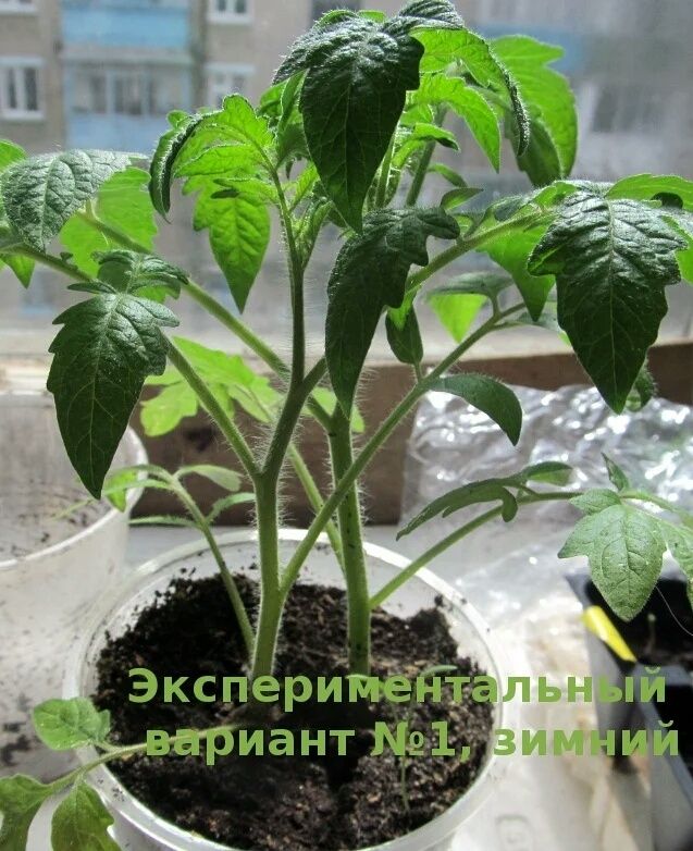 Как вырастить крепкие томаты без пикировки: уникальный метод для садоводов