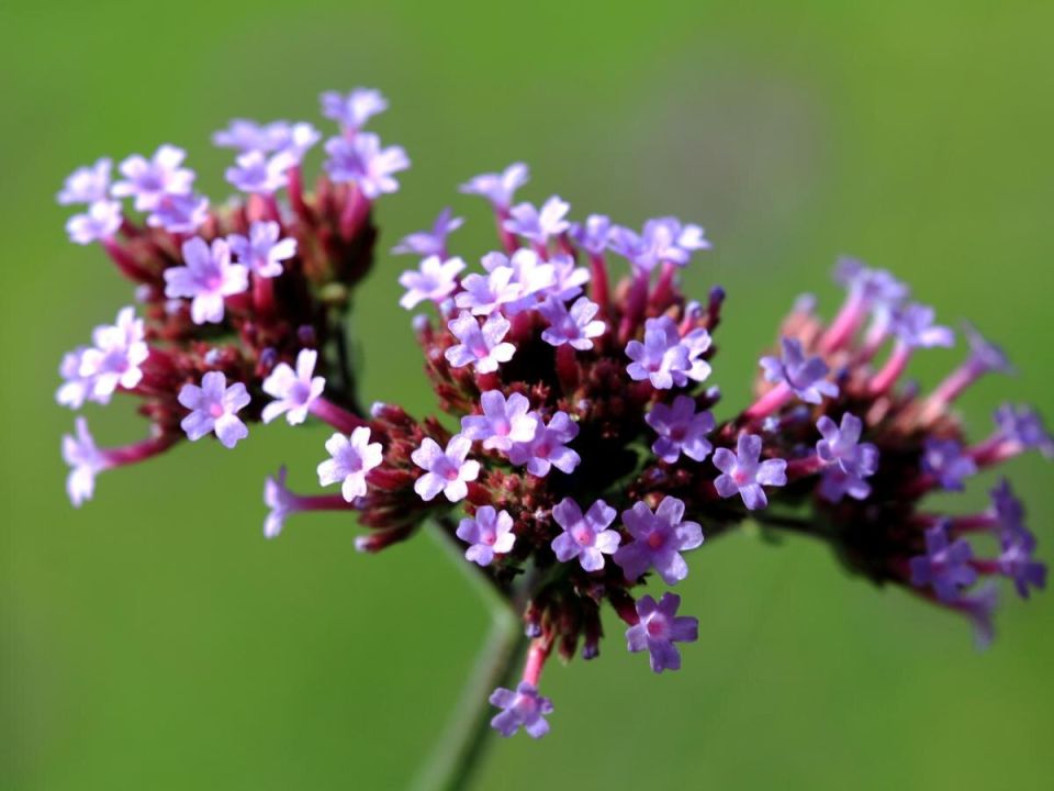 �������: ��� ��������� ������ �������� � �������� ������ ������ � ����������