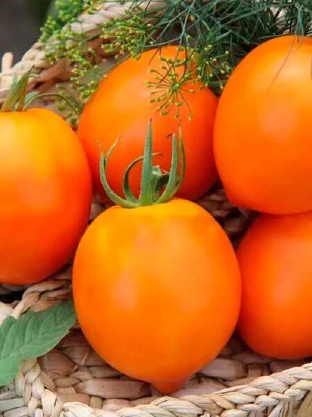 Томат Янтарный купол: огород как яркий сад на участке