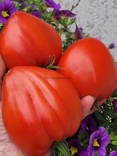 Томат Большая красная кукла: крупноплодный сорт для тёплого тепличного сада