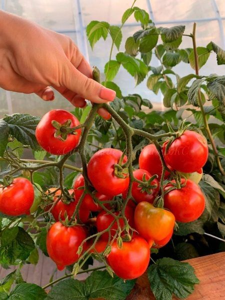 ����� ������� �����: �������� ������������� ��� ������ � ����������� �������