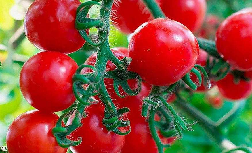 �������� ������ �������� ������� ��� ������� � �������: ��������� ����������