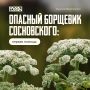Ядовит и опасен: как уберечься от ожога борщевиком