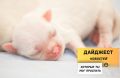 Рассказываем о новостях, которые вы могли пропустить вчера