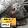 Рассказываем о новостях, которые вы могли пропустить вчера