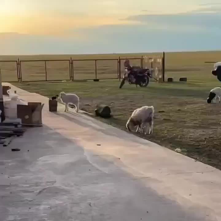 ,      