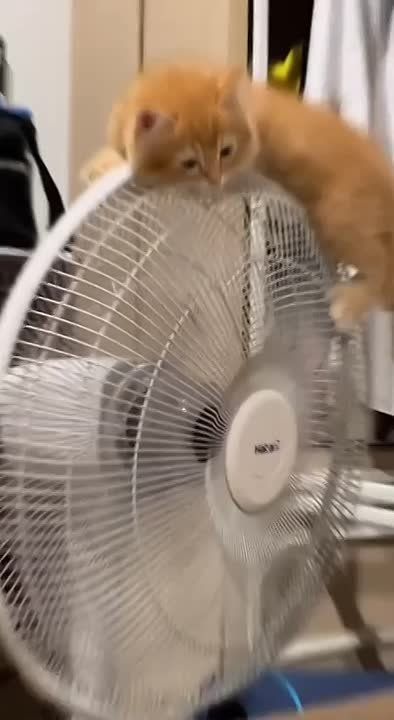     ,     