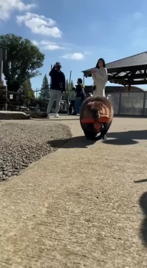 , -   