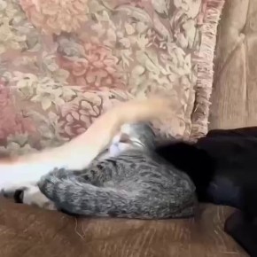 : * 2 ,   *