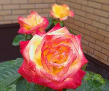 , 28        -   ,         ,       