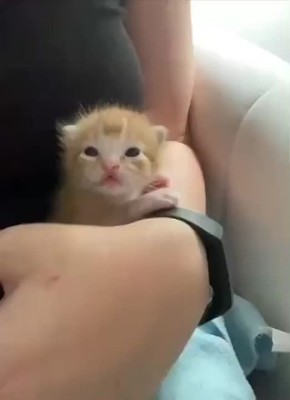       - ,       