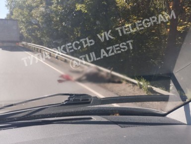 Дети пострадали в ДТП с лосем в Богородицком районе