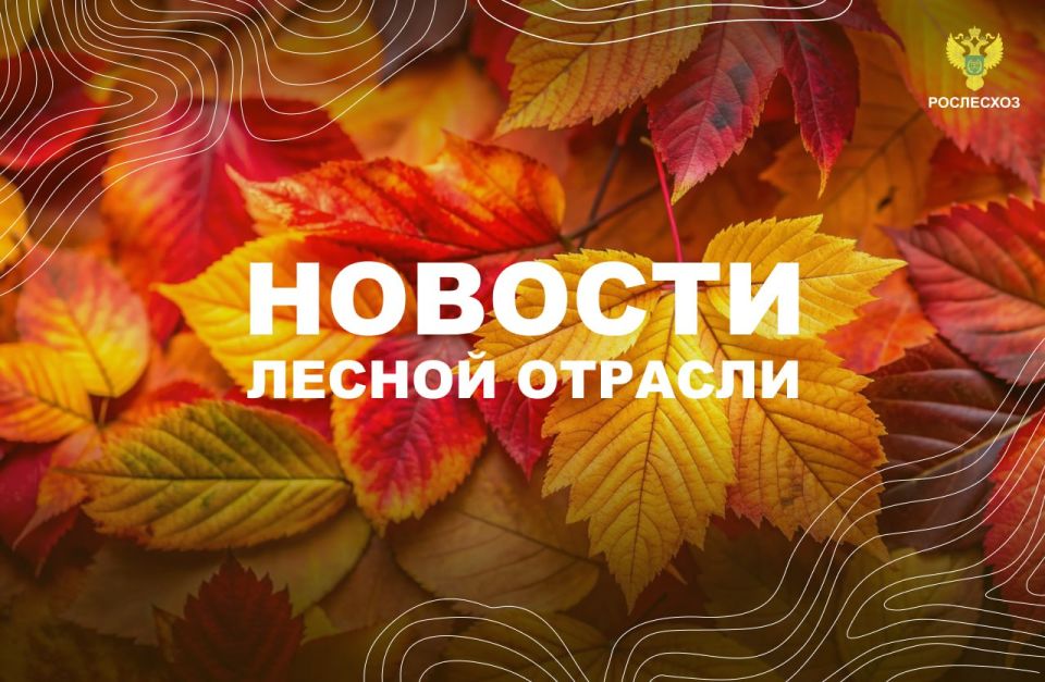 Астрахань.ру: В Астраханской области выявили нарушения в ведении лесного хозяйства