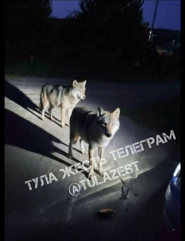 Волки вышли к людям в поселке Октябрьский Плавского района