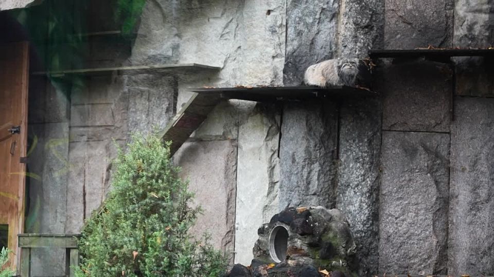 Не только нас затронула осенняя хандра