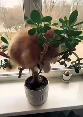 Редкие кадры цветения денежного дерева
