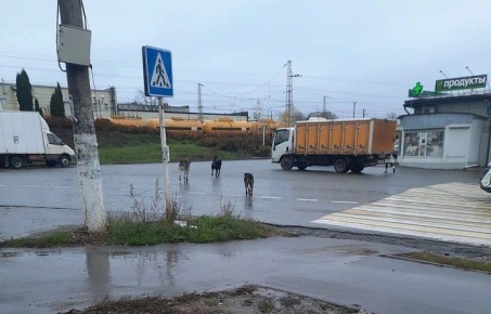 Ясногорцы снова пожаловались на бродячих собак, которые охотятся за домашней птицей